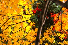 カエデ紅葉と緑コラボ カエデ紅葉と緑コラボ