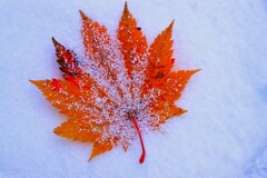 雪がやってきた（カエデ）