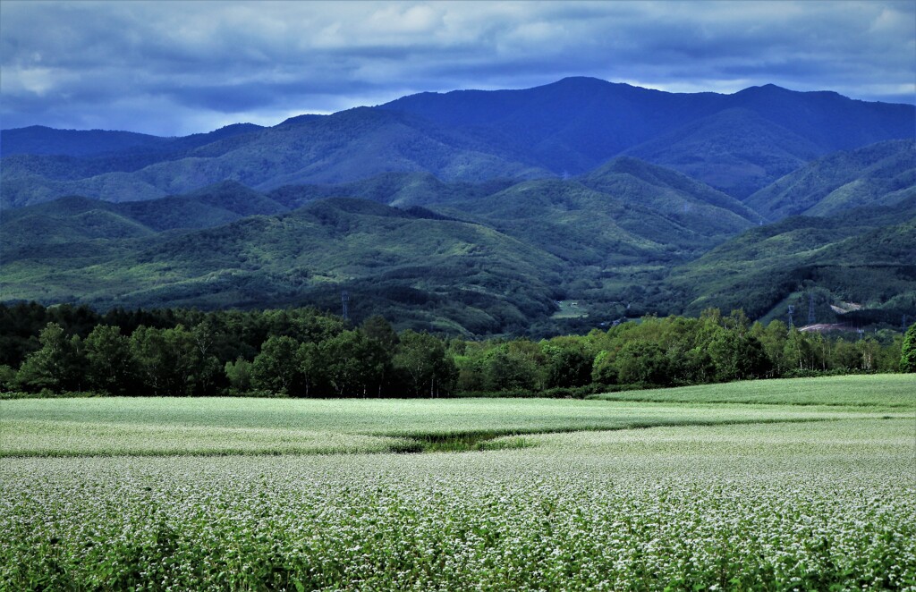 白い海(蕎麦畑）