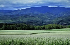 白い海(蕎麦畑）