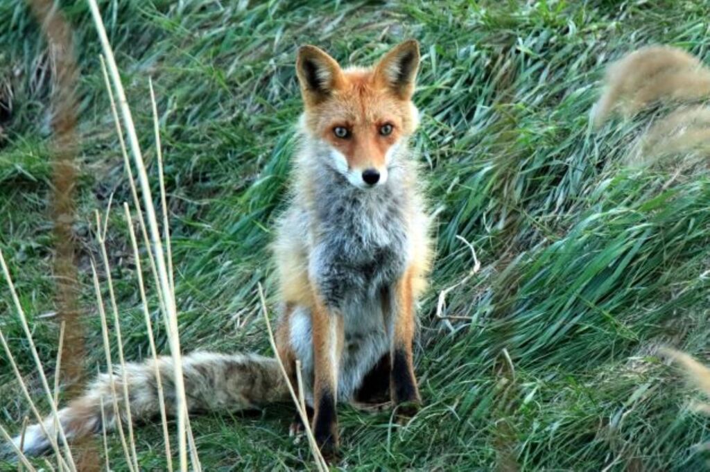 子育て上手な母親