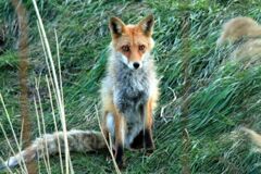 子育て上手な母親