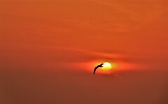 日暮れになれば鳥は森へ帰る♪