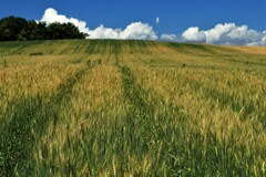 麦(ハルユタカ）