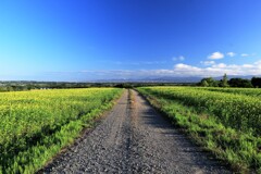 カラシナ畑と農道