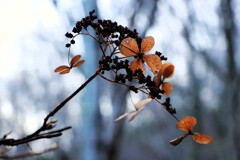 来年またね~ 来年またね~