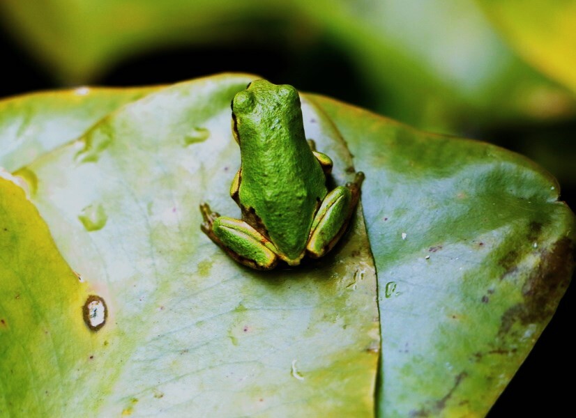 今年の冬越せるかな～（蔵出）