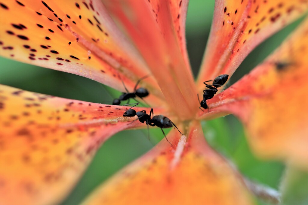アリさんとエゾスカシユリ