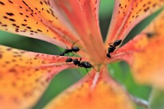 アリさんとエゾスカシユリ