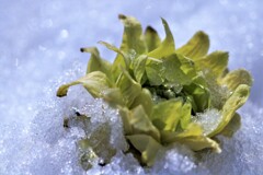 春がやって来た