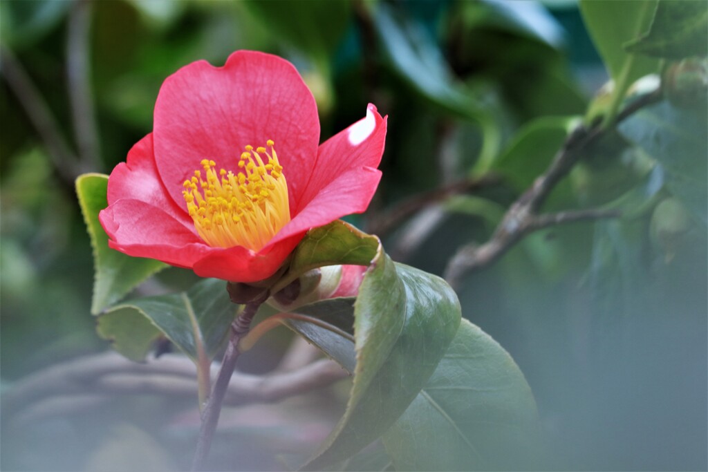 椿咲く春なのに～♪