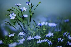 亜麻の花(蔵出）