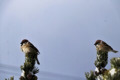 今日はシバレルな～