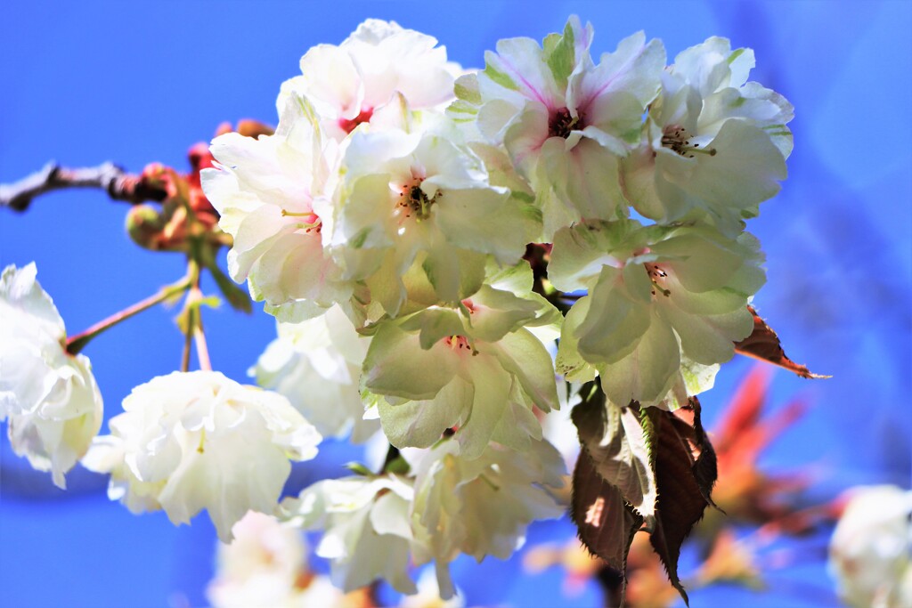 ｷﾞｮｳイコウ（御衣黄）