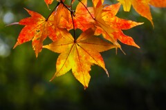 カエデ紅葉 カエデ紅葉