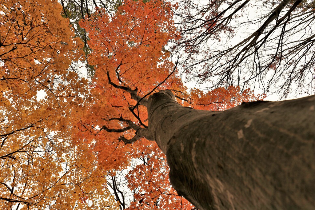 そぞれの秋を♪Ⅲ