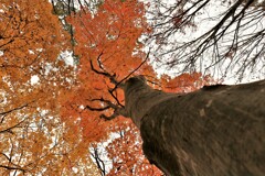 そぞれの秋を♪Ⅲ