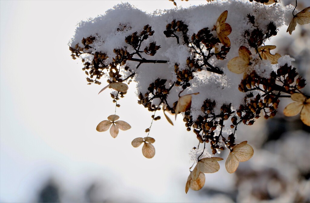 冬の花