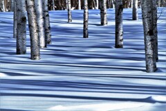 白雪に潜みし影