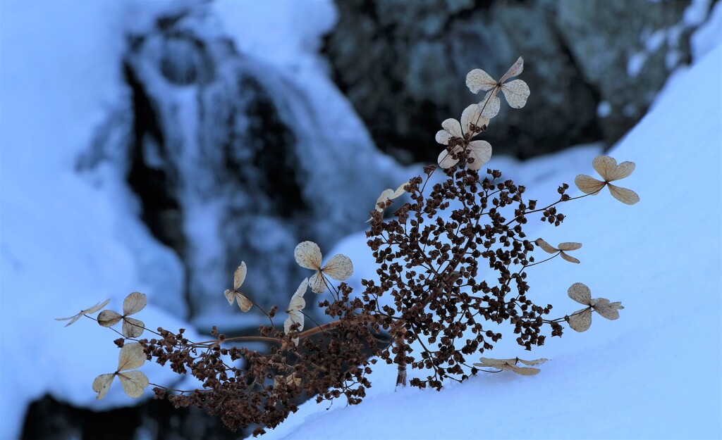 ツルアジサイと平和の滝