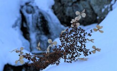 ツルアジサイと平和の滝