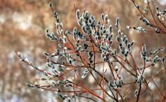 北国にも春が♪