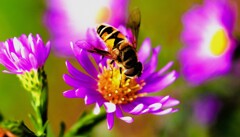 残り少ない花の蜜を求め