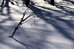 前田森林公園(木影）