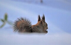 雪に隠れて(蔵出）