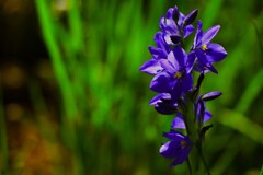 田んぼの脇に咲く花