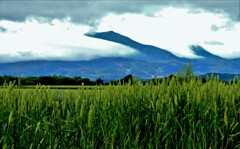 ニセコ連峰と麦畑