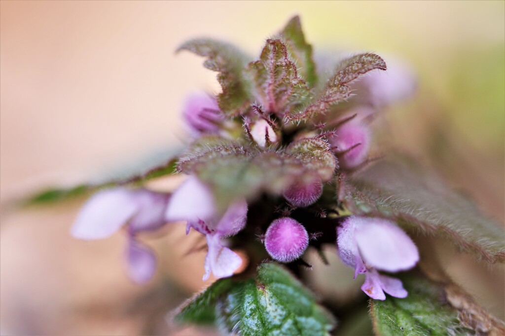 春を告げる花たちⅠ