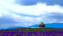 頭大仏とラベンダ－（滝野霊園）