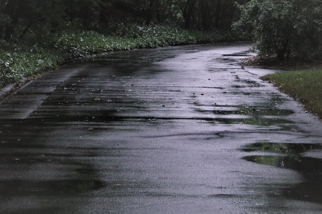 september rain(9月の雨）