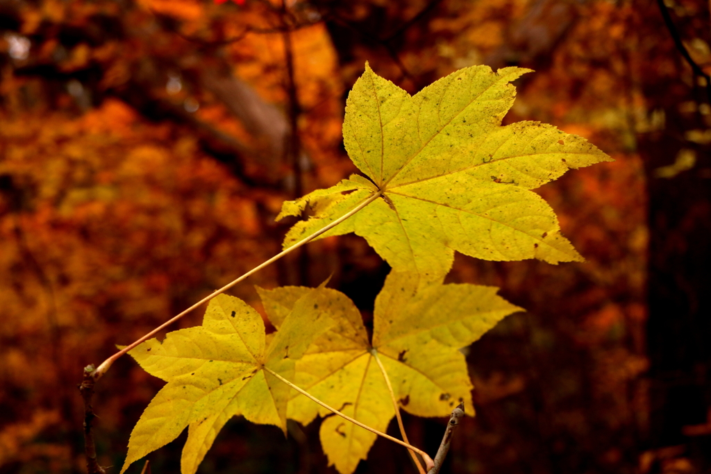 冬が来る前にもう一度あいたい♪