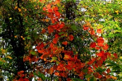 あ～秋ですね♪