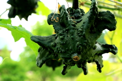 色々なかぼちゃ