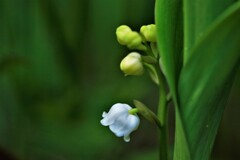 スズラン(日本スズラン）
