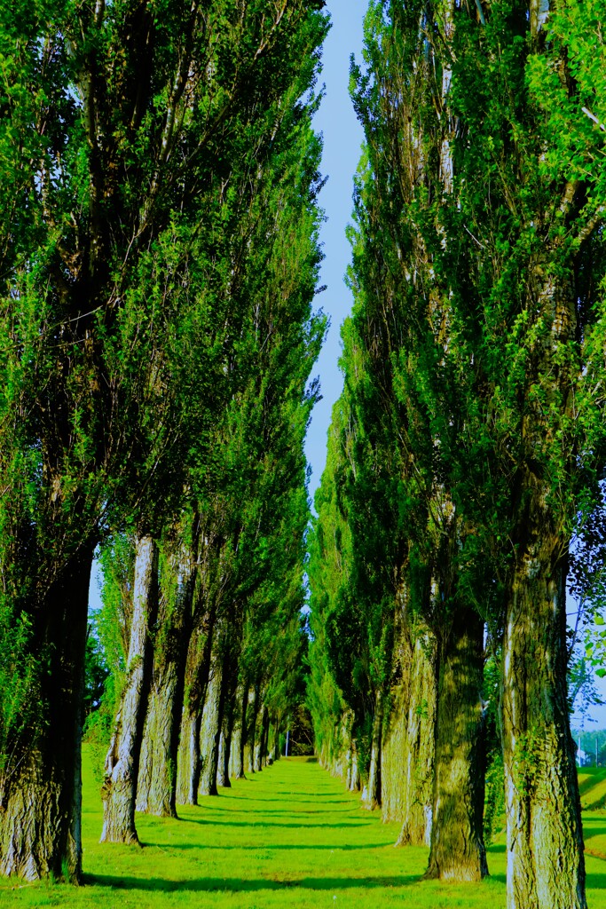 ポプラ並木