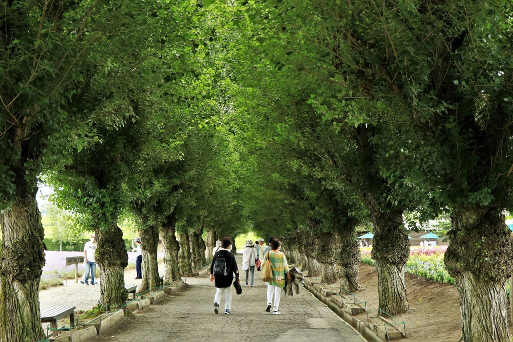 ファ－ム富田並木道