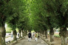 ファ－ム富田並木道