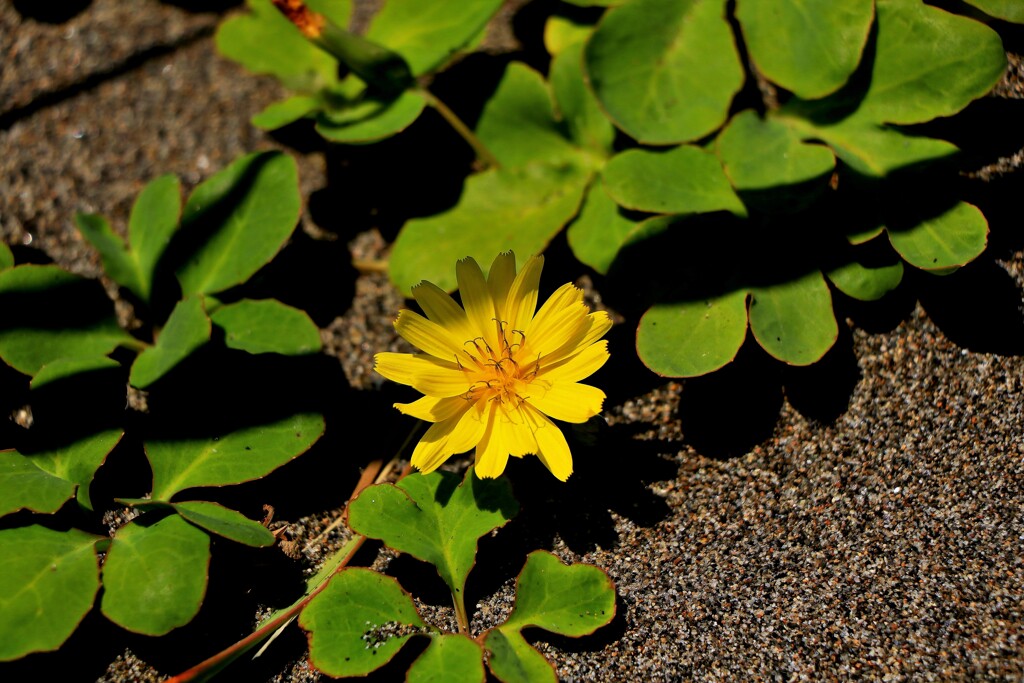 ハマガマ、ハマナ