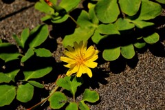 ハマガマ、ハマナ