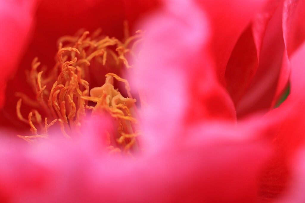 めらめら燃える