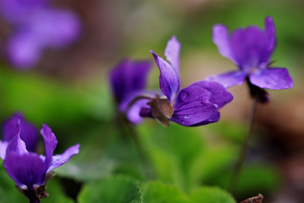 April rain(4月の雨）Ⅱ 