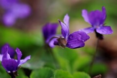 April rain(4月の雨）Ⅱ 