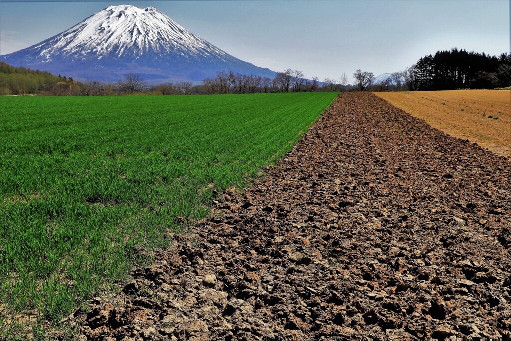 三色の畑と羊蹄山