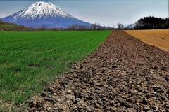 三色の畑と羊蹄山