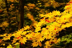 紅葉シリ－ズ