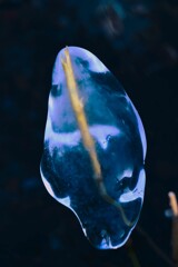 氷宝石 氷宝石